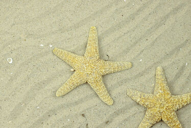 Bild mit Sand, Sandstrand, Strandbild, Seestern, Seesterne, Wellness, Spa