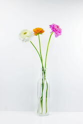 Bild mit Blumen, Blume, Pflanze, Makro, Ranunkeln, blüte, Hahnenfuß, Ranunkel, Ranunculus asiaticus