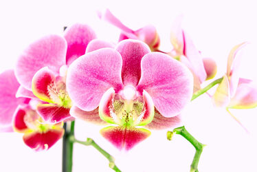 Traumhafte Orchidee