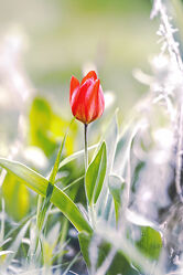 Rote Tulpe im Beet