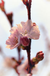 Blütentraum - Zierkirschenblüte