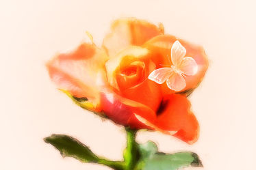 bella Rose - Aprikot