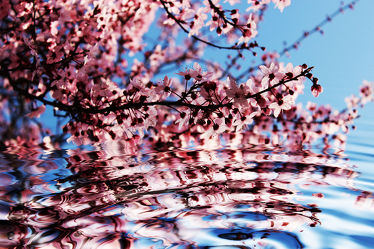 Zierkirschenblüten am Wasser