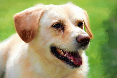 best friend - Labrador - Retrievermix
