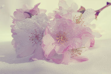 Bild mit Mandelblüten