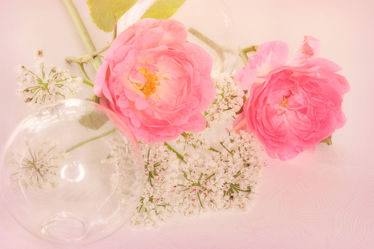 Bild mit Blumen, Rosen, Blume, Rose, Flower, Blüten, Makroaufnahmen, blüte