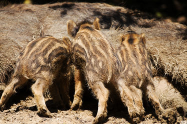 3 Wildschweine - Frischlinge