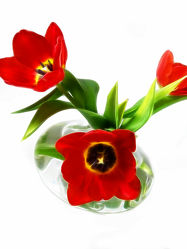 Bild mit Blumen, Blume, Tulpe, Tulpen, Feld, Felder, Wiesen & Felder, Gewächse