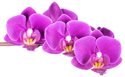 Bild mit Pflanzen, Blumen, Orchideen, Blume, Orchidee, Pflanze, Makro, Blüten, blüte
