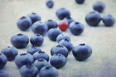 Blaue und Rote Beeren Früchte