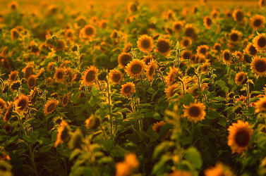 Bild mit Blumen, Sonnenblumen, Blume, Wiese, Sonnenblume, Feld, Felder, Blüten, Wiesen, Sonnenblumenfeld, sonnenblumenfelder