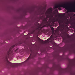 Wassertropfen Violett Art