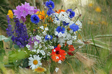 Bild mit Blumen, Mohn, Blume, Feld, Felder, Blüten, Wildblumen, Blumen Welt, blüte, wildblume, Blumenbilder