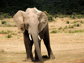 Wildlife Elefant in der Savane
