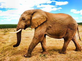 Afrika Welt der Elefanten