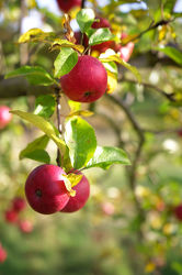 Frischer roter Apfel am Apfelbaum