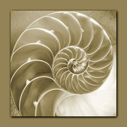 Snail Spirale3