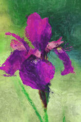 Iris painting style