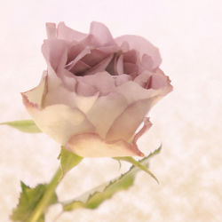 romantic rose