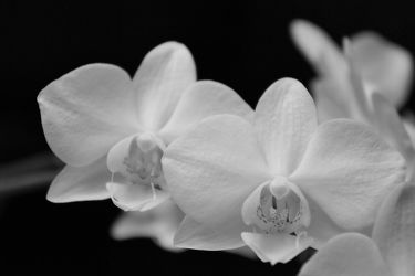 Orchidee schwarz-weiÃ?