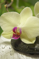 Bild mit Orchideen