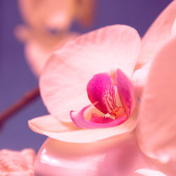 Romantische Orchidee mit Tropfen