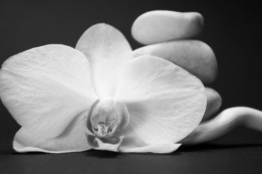 Orchidee und Steine