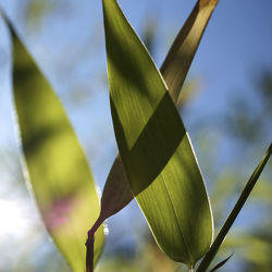 Bambus im Sonnenlicht