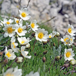 Alpenflora - Berganemonen