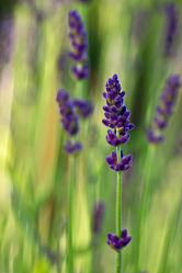 Lavendel 3