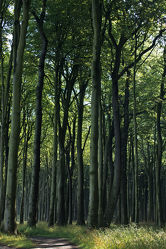 Bild mit Natur, Bäume, Wälder, Wald, Baum, Ostsee, Norddeutschland