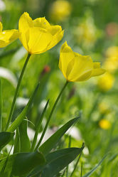 gelbe Tulpen 3