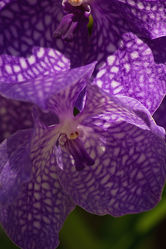 lila Orchidee Vanda