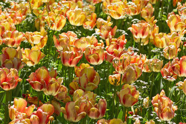 gelb / orangene Tulpen auf der Wiese