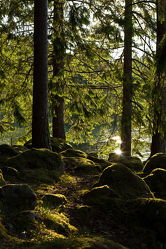 Wald in Schweden 3