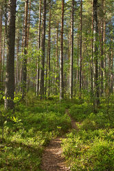 Waldweg im Nationalpark Patvinsuo - Finnland