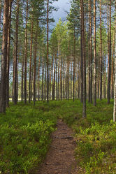 Waldweg im Nationalpark Patvinsuo - Finnland 2