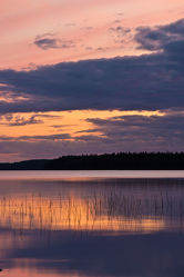 Gräser im See Lentua, Finnland