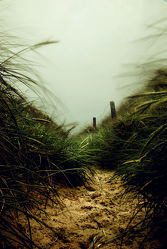 path through the dunes