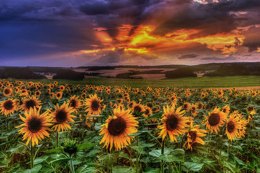 Bild mit Natur, Blumen, Sonnenuntergang, Sonnenaufgang, Sonnenblumen, Blume, Pflanze, Wiese, Sonnenblume, Feld, Felder, Wiesen, Weide, Weiden