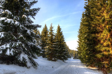 Bild mit Natur, Winter, Schnee, Wälder, Tannen, Wald, Harz, Gebirge, Wandern