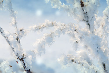 Bild mit Winter, Schnee, Eis, Winterzeit, Kälte, Frost, Ast, Äste, gefroren, Schneeflocken