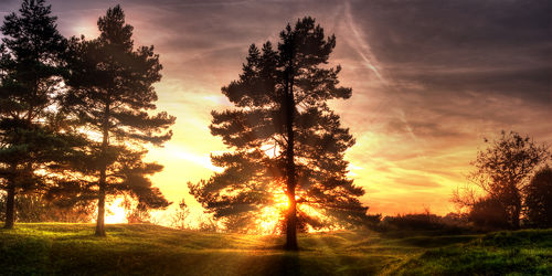 Bild mit Bäume, Sonnenuntergang, Sonnenaufgang, Tanne, Tannen, Wald, Baum, Mansfeld Südharz, Sonnenstrahlen