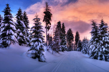 Bild mit Bäume, Winter, Schnee, Sonnenuntergang, Urlaub, Sonnenaufgang, Tannen, Mansfeld Südharz, Kälte, Wintermärchen, skiurlaub