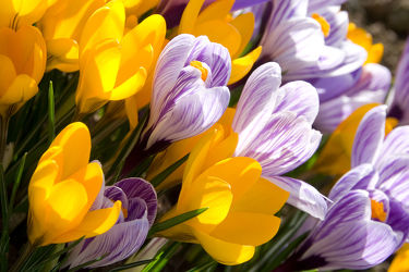 Bild mit Pflanzen, Blumen, Frühling, Blume, Pflanze, Blüten, blüte, Krokusse, frühjahr, Krokus
