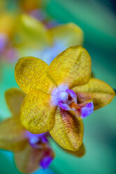 Phaleanopsis Orchidee