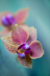 Duft Orchidee