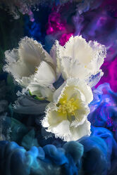 Weiße Tulpen unter Wasser