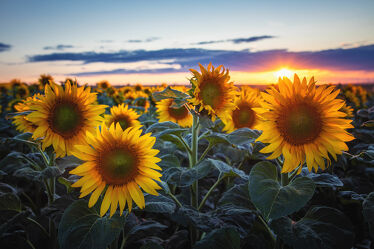 Sonnenblumen am Abend