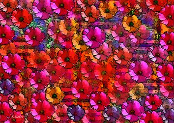Blütenträume - Roter Mohn